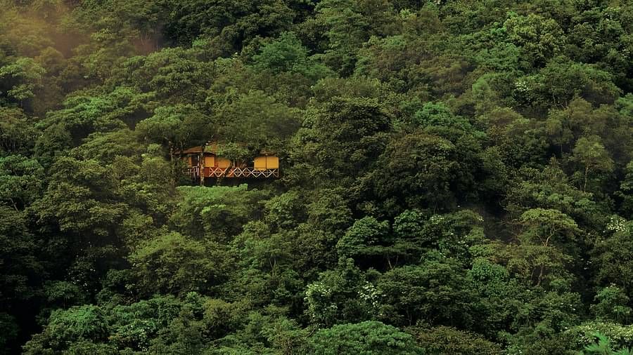 A far shot of some cottages nestled in greenery | Vythiri Resort. Wayanad